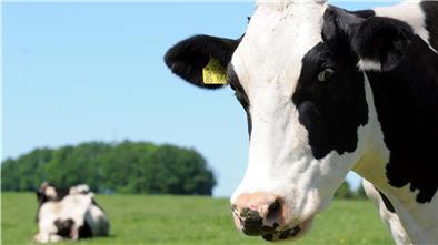Laut Bundesverband Rind und Schwein (BRS) gab eine Kuh 2020 im Schnitt 9154 Liter Milch pro Jahr.