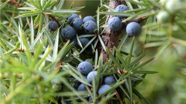 Laut Sascha Mühlenbeck musste bei Gin noch vor wenigen Jahren der Wacholder durchschmecken. Und dabei geht es um diese Zutat: Die weiblichen Früchte des Wacholders sehen aus wie Beeren, sind aber keine, sondern Zapfen, deren fleischige Schuppen verwachsen sind. So entsteht der Eindruck, es handele sich um eine Beere.