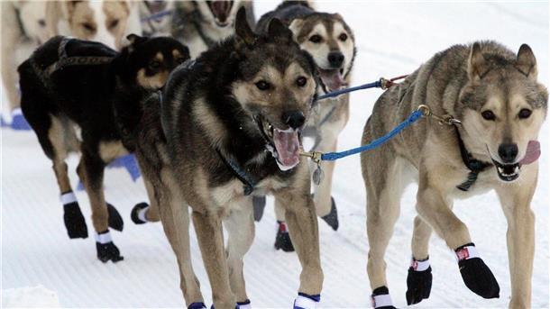 Hundeschlitten konkurrieren beim Iditarod-Rennen Leithunde beim Start des Iditarod Schlittenhunderennens in Anchorage in Alaska.