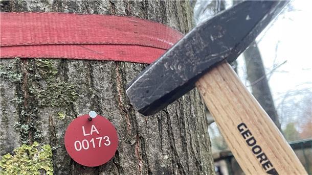 Lesermeinung: Elektronische Patientenakte für Nordenhamer Bäume Bild von einem Baum, einer Marke mit Registernummer und einem Hammer