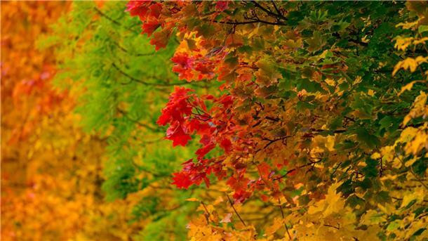 Bilder des Tages Leuchtende Herbstfarben.