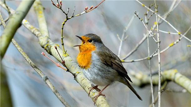 Vögel singen wegen künstlicher Beleuchtung länger Lichtverschmutzung hat Einfluss auf tagaktive Vögel wie das Rotkehlchen: Sie singen morgens früher und abends länger. (Archivbild)