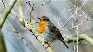 Lichtverschmutzung hat Einfluss auf tagaktive Vögel wie das Rotkehlchen: Sie singen morgens früher und abends länger. (Archivbild)