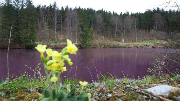 Naturspektakel im Allgäu: Purpurbakterien färben Weiher Lila gefärbt ist das Wasser des Gipsbruchweihers. Grund für die Farbe sind Bakterien, die in dem schwefelhaltigem Wasser blühen.