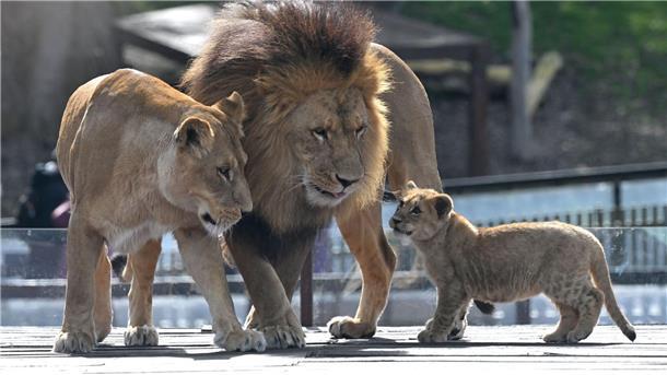 Willkommen bei Familie Löwe! Links steht die Mutter Nairibi, in der Mitte der Vater Mlinzi und rechts Löwenmädchen Nyra.