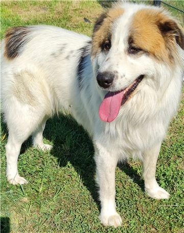 Wachhund Locco möchte diese Aufgabe ausleben Großer weißer Hund mit hellbraunen Ohren