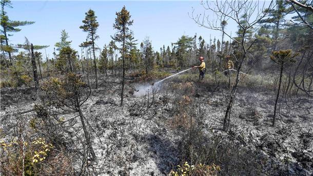 Lage in kanadischen Waldbrand-Gebieten entspannt sich leicht Löscharbeiten in einem Waldgebiet in Nova Scotia.