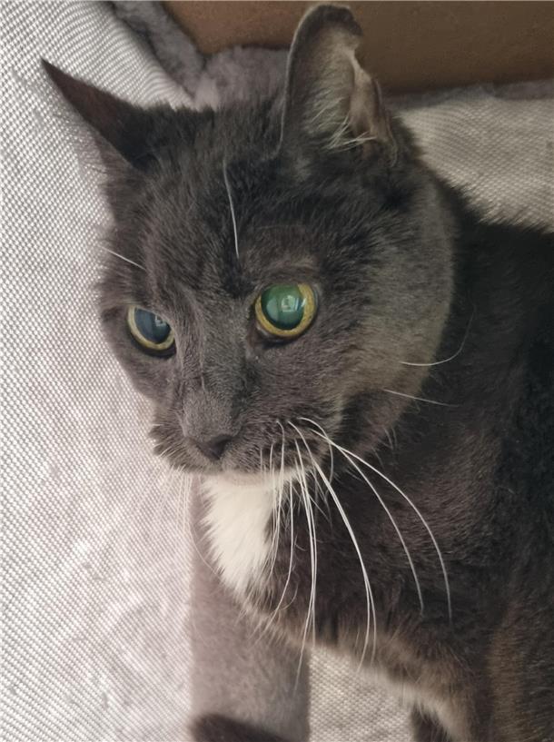 Lucia ist eine ruhige und zurückhaltende Katzenomi, die das Zusammenleben mit Artgenossen kennt.