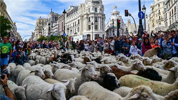 Bilder des Tages Madrid feiert den Tag der Wanderschäferei mit ganz vielen Schafen.