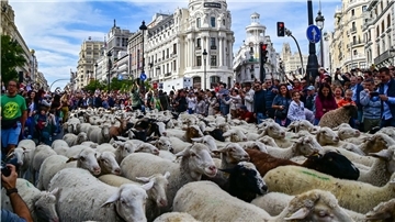 Madrid feiert den Tag der Wanderschäferei mit ganz vielen Schafen.