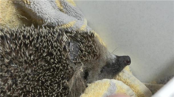 Tierschützer fordern Nachtfahrverbot für Mähroboter Mähroboter mähen nicht nur Rasen, sondern mitunter auch Igel. Tierschützer fordern ein Ende.
