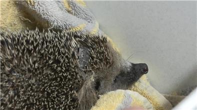 Mähroboter mähen nicht nur Rasen, sondern mitunter auch Igel. Tierschützer fordern ein Ende.