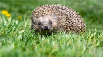 Igel auf einer Wiese.