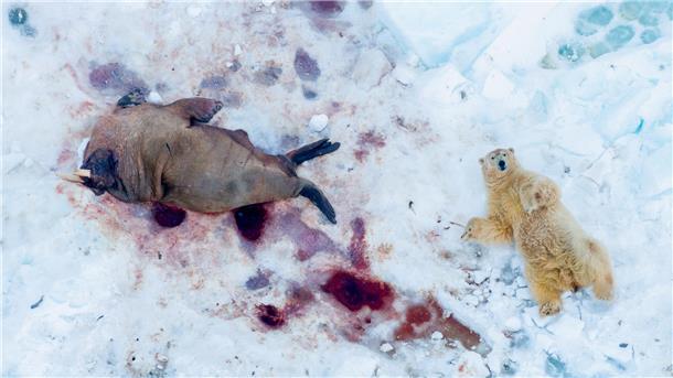 „Mahlzeit“: So betitelt Gesamtsieger Pål Hermansen aus Norwegen diese Drohnenaufnahme eines satt gefressenen Eisbären.