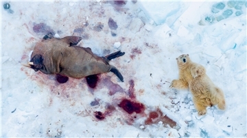 „Mahlzeit“: So betitelt Gesamtsieger Pål Hermansen aus Norwegen diese Drohnenaufnahme eines satt gefressenen Eisbären.