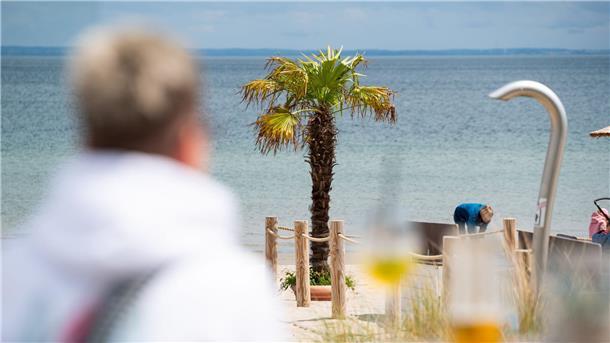Tropical Ostsee - Palmen sollen mehr Urlaubsgefühl geben Mallorca oder doch Ostsee? Palmen sollen für mehr Urlaubsgefühl sorgen.