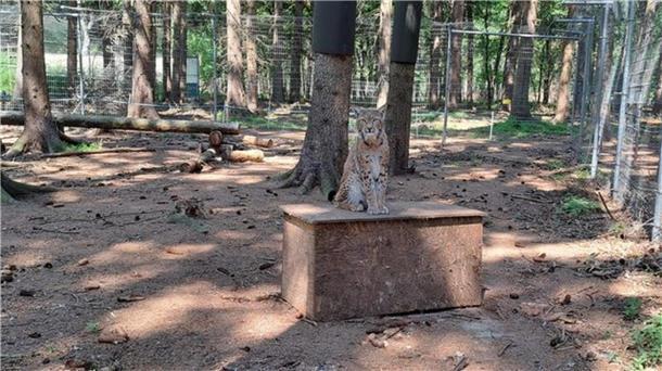 Nachwuchs im Cux-Art Beverstedt: Kleine Luchse verzaubern die Besucher Mama Luchs bewacht die Wurfbox mit ihren beiden Nachkommen.