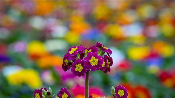 Man sieht sie wieder in Baumärkten und Gartenzentren: Primeln haben jetzt Hochsaison. Primeln gibt es in vielen Farben und Formen.  Pleul/dpa