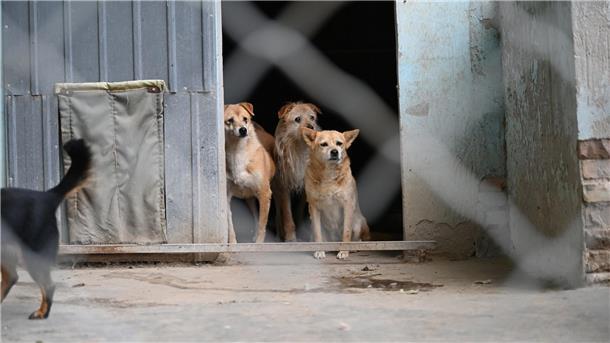 Haustier-Boom in China: Wie Retter mit den Folgen kämpfen Manche Besitzer in China setzen ihre Hunde aus, etwa wenn sie umziehen müssen oder keine Zeit mehr haben.