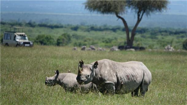 Manche Nashorn-Arten sind vom Aussterben bedroht.