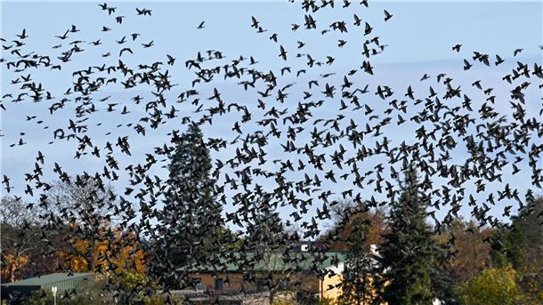 Manche Zugvögel sparen sich mittlerweile die lange Reise gen Süden.