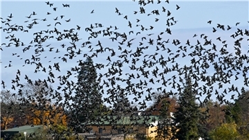 Manche Zugvögel sparen sich mittlerweile die lange Reise gen Süden.