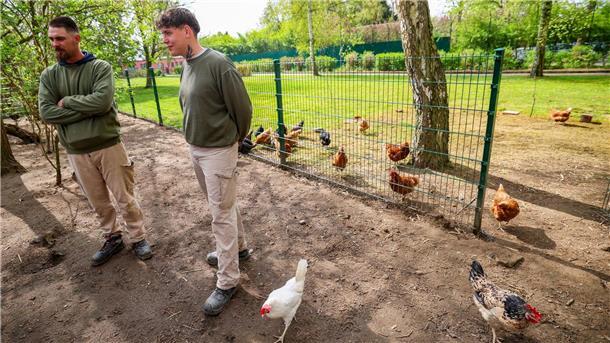Hühner leben mit im Gefängnis Manuel und Ryan haben im Gefängnis Arbeit im Hühner-Gehege.