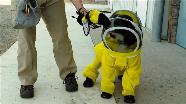 Hund beschützt Millionen Bienen Maple und ihre Besitzerin sind ein eingespieltes Team.