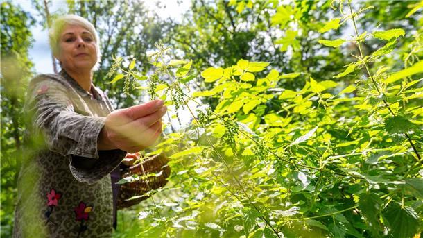 Brennnesseln statt Chia-Samen: Altes Wissen in Waldkräuterey Marion Putensen von der Waldkräuterey sammelt Brennnesselsamen im Wald.