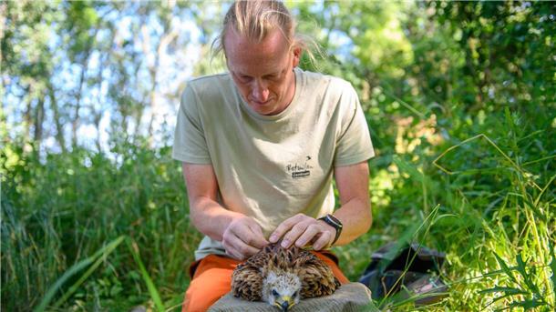 Martin Kolbe vom Rotmilan-Zentrum befestigt einen Sender an dem Jungvogel. 