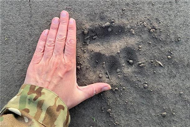 Ein Mann legt seine Hand auf einen Boden, neben einem Pfotenabdruck eines Tieres. Martin Stürcken hat in seinem Maisfeld in Debstedt die Spuren des Wolfes entdeckt.