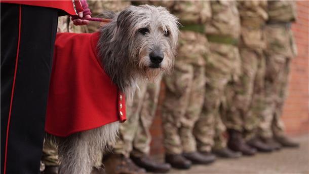 Bilder des Tages Maskottchen Seamus während einer Abschiedsparade für ukrainische Soldaten in Ostengland