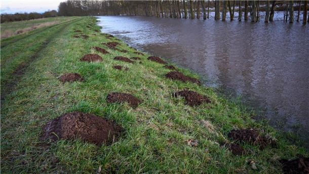 Biene, Hase, Regenwurm: Wie geht es Tieren im Hochwasser? Maulwurfshügel auf dem Deich der Helme bei Mönchpfiffel-Nikolausrieth.