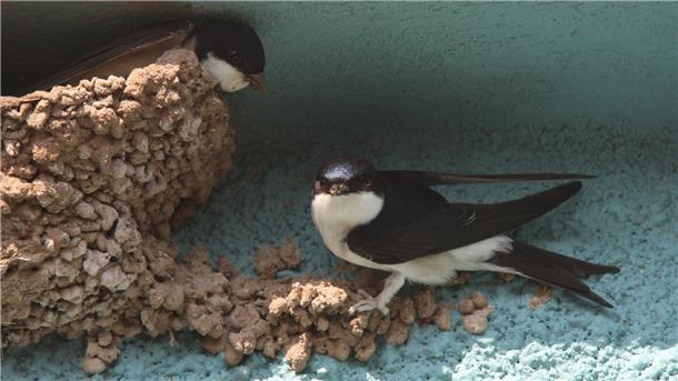 Zwei Schwalben bauen ein Nest