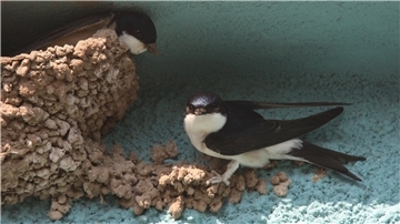 Zwei Schwalben bauen ein Nest