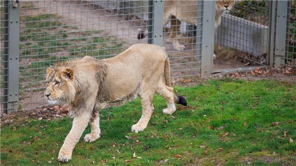Zoo-Mitarbeiter in Safaripark in Bangkok von Löwen getötet Mehrere Löwen stürzten sich auf den Zoo-Mitarbeiter. (Symbolbild)