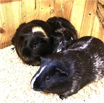 Mehrere Meerschweinchen-Böckchen wünschen sich ein geselliges Zuhause.