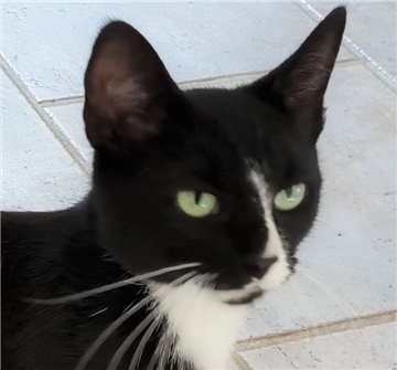 Die Katze "Mia"