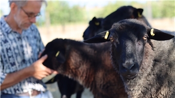 Schafzüchter Michael Ruhnau füttert seine Tiere mit Brot und Äpfeln.