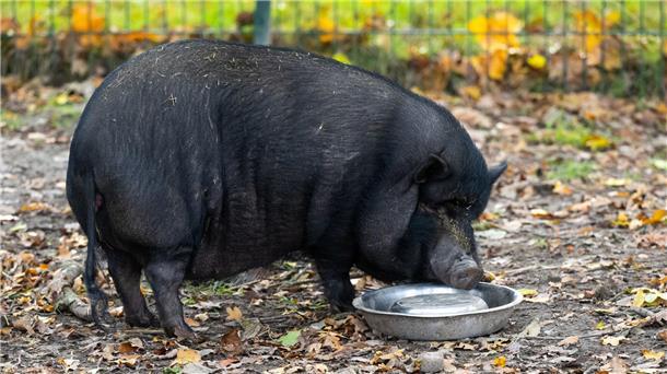 Minischweine als Haustiere - Experten warnen vor Trend Minischweine werden bei Sabine Bracker auf dem Gnadenhof bei Ebstorf im Landkreis Uelzen häufig abgeben.
