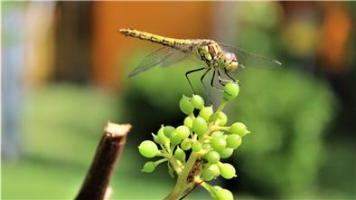 Mit dem Schutz von Insekten beschäftigte sich die Gemeinde Stadland während einer Ausschusssitzung.