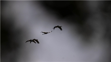 Mit dem Vogelzug breitet sich auch die Vogelgrippe verstärkt aus – in diesem Jahr sind besonders viele Kraniche betroffen. (Archivbild)