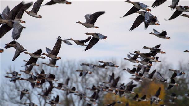 Vogelgrippe breitet sich rasant aus – 400.000 Tiere gekeult Mit dem Vogelzug erhöht sich alljährlich im Herbst die Gefahr, dass auch das Vogelgrippe-Virus eingeschleppt wird. (Archivbild)