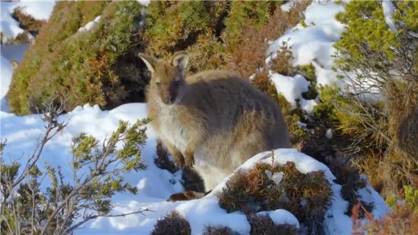 TV-Tipp heute: Abenteuer Winter - Tiere im Schnee - In der ZDF Mediathek Ein Känguru steht in einer Landschaft