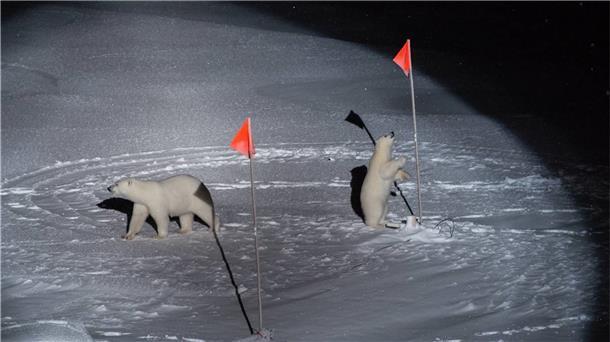 Mit diesem Eisbärenfoto von der Arktis-Expedition „MOSAiC“ hat Esther Horvath den World Press Photo Award in der Kategorie „Umwelt“ gewonnen.