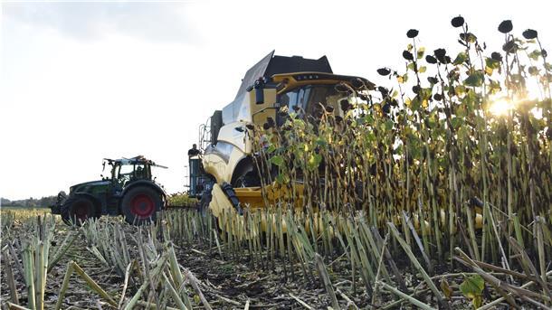 Landwirt setzt auf sein eigenes Vogelfutter Ein Mähdrescher auf einem Maisfeld.