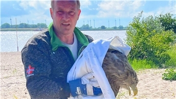 Ein Mann hält einen verletzten Seeadler im Arm.