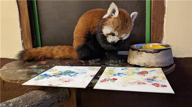 Panda-Malerei soll Artenschutz-Projekt finanzieren Mit Fingerfarbe an ihren Pfoten malt Panda-Bärin Kamala kleine Kunstwerke.