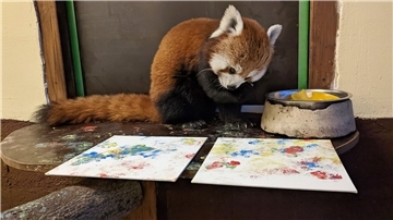 Mit Fingerfarbe an ihren Pfoten malt Panda-Bärin Kamala kleine Kunstwerke.