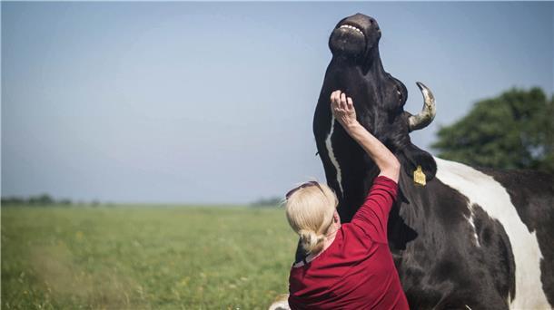 Butenland auf der Leinwand Mit ihrem Kuhaltersheim Hof Butenland wollen Karin Mück und Jan Gerdes eine neue „Kuhltur“ etablieren. Hier dürfen die Tiere einfach die Seele baumeln lassen.